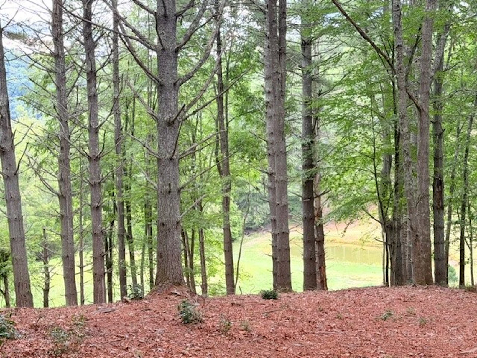 Image number 5 for the current listing