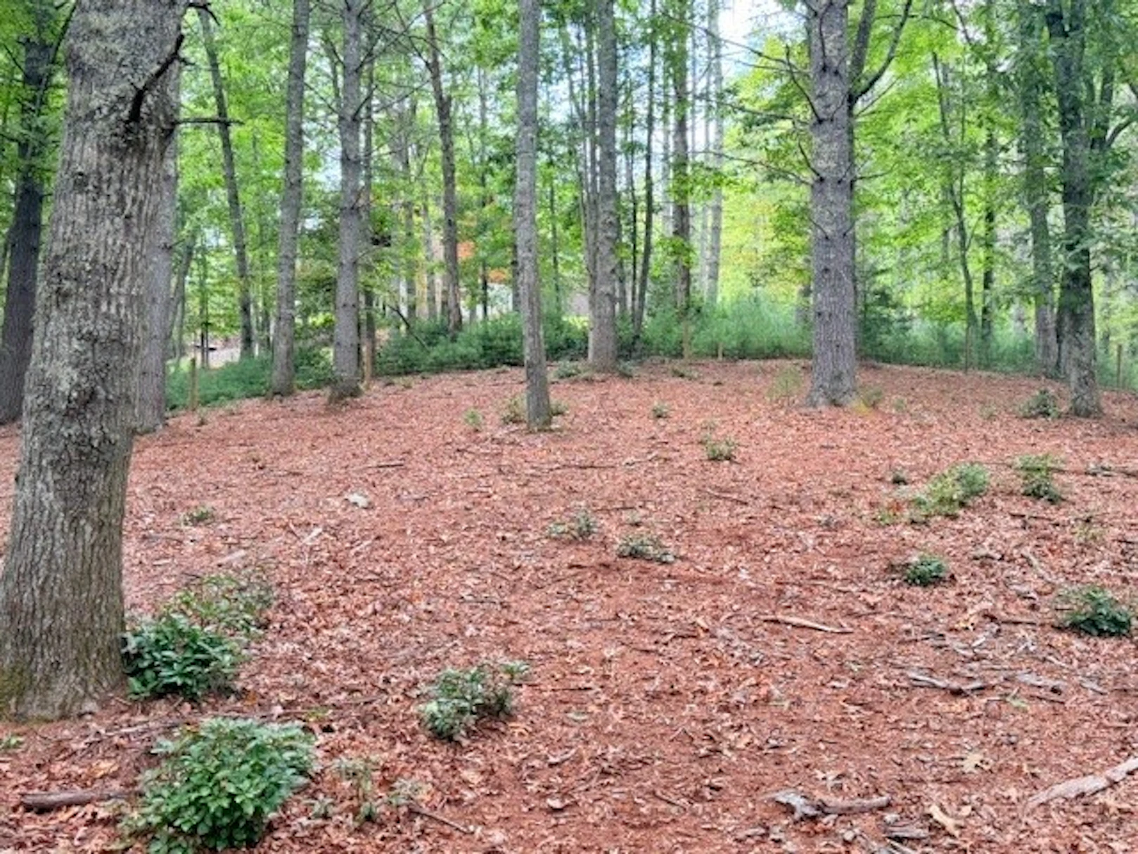 Image number 7 for the current listing