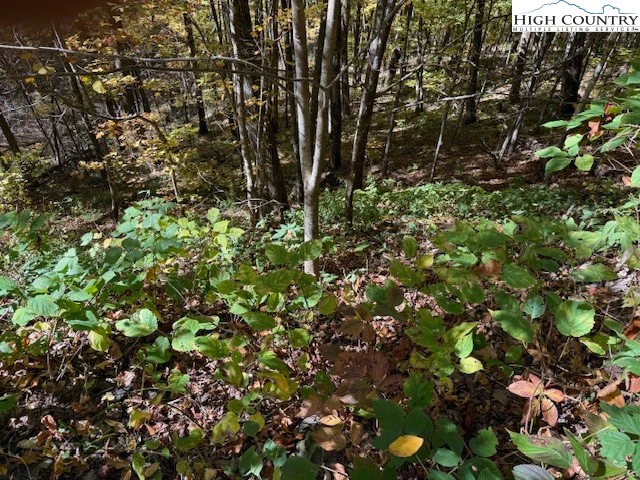 Image number 1 for the current listing