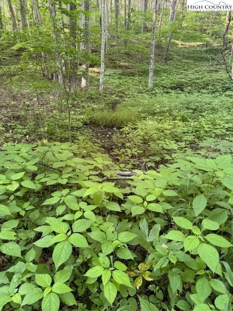 Image number 1 for the current listing