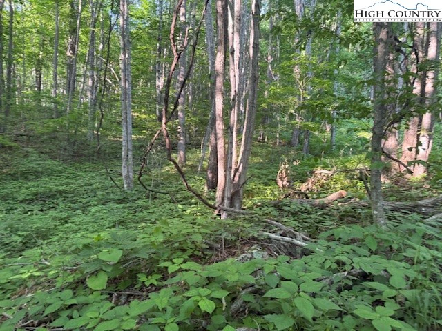 Image number 4 for the current listing
