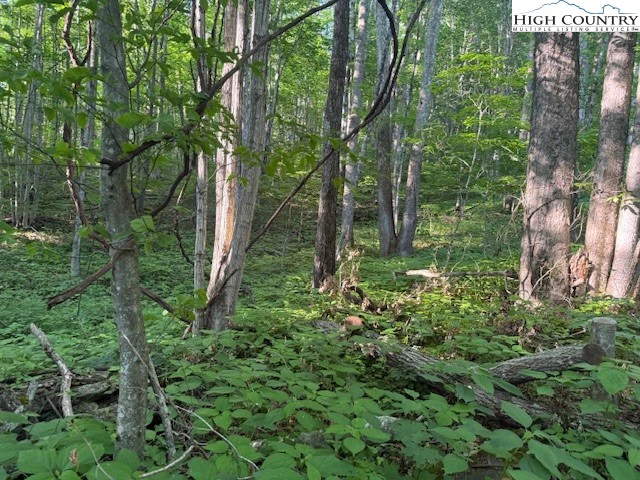 Image number 4 for the current listing
