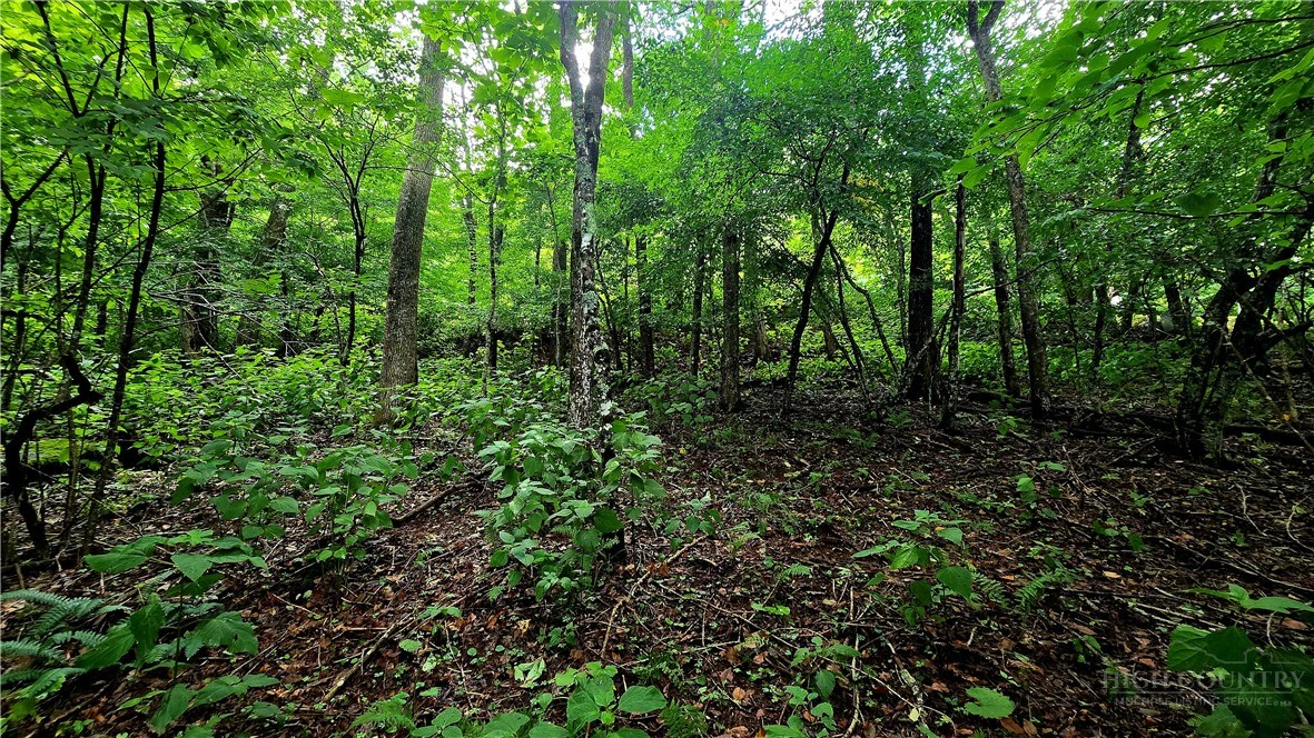 Image number 3 for the current listing