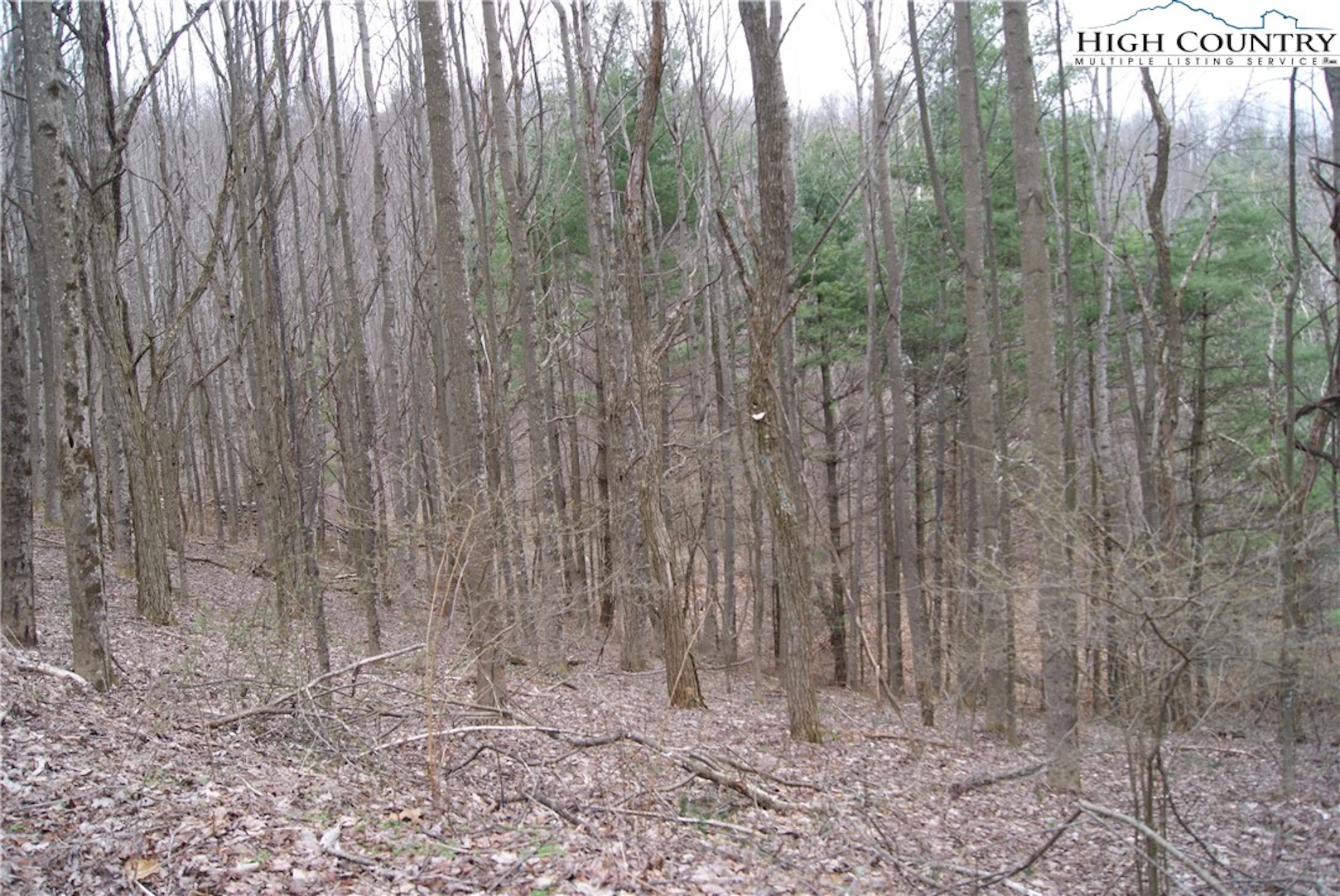 Image number 1 for the current listing