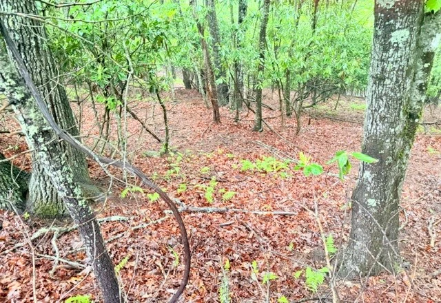 Image number 1 for the current listing
