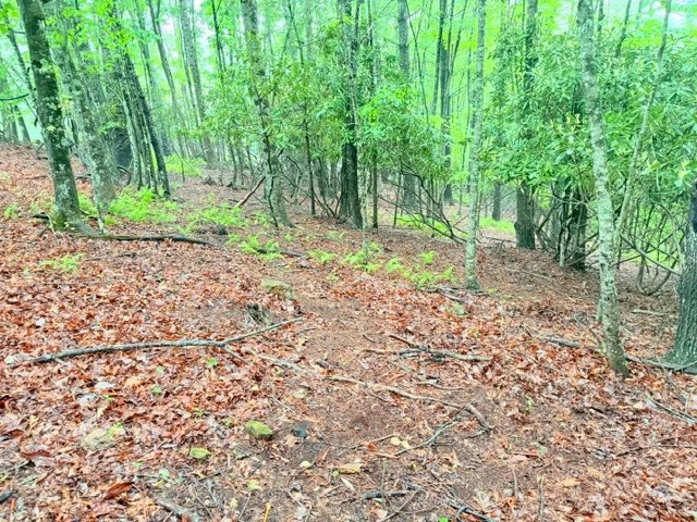 Image number 2 for the current listing