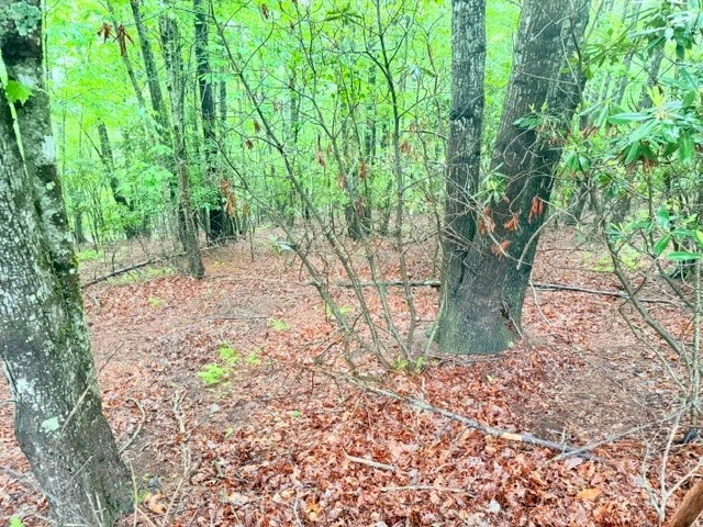 Image number 3 for the current listing