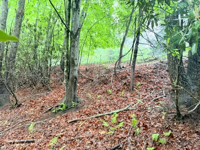 Image number 8 for the current listing