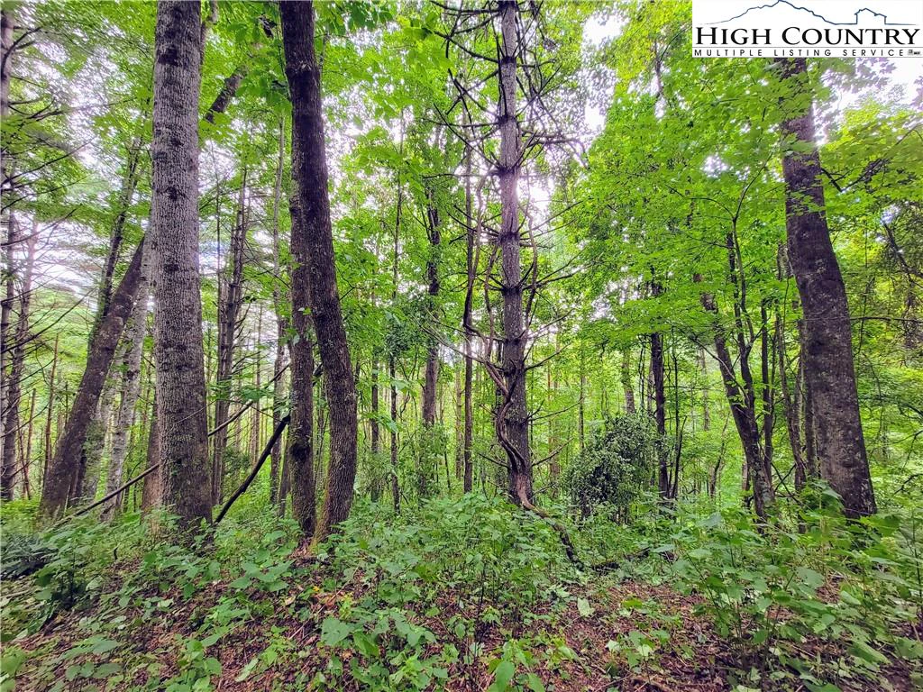 Image number 4 for the current listing