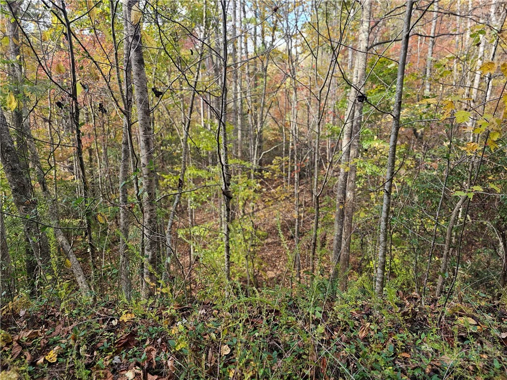 Image number 12 for the current listing