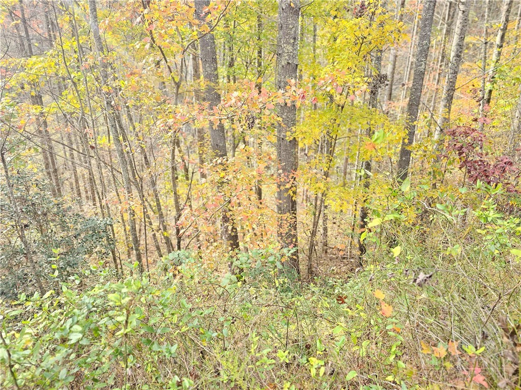 Image number 12 for the current listing