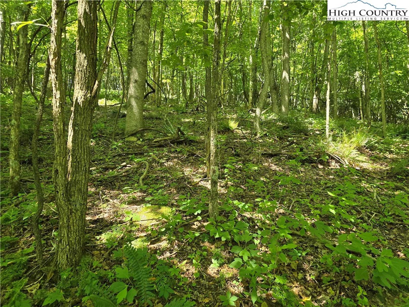 Image number 5 for the current listing