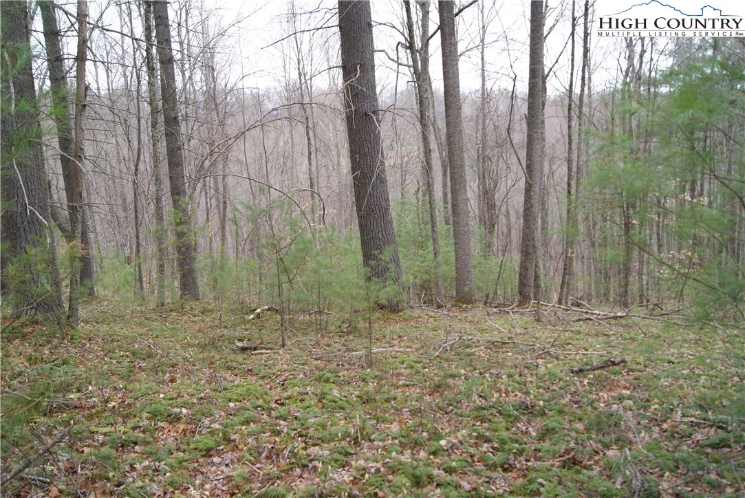Image number 1 for the current listing