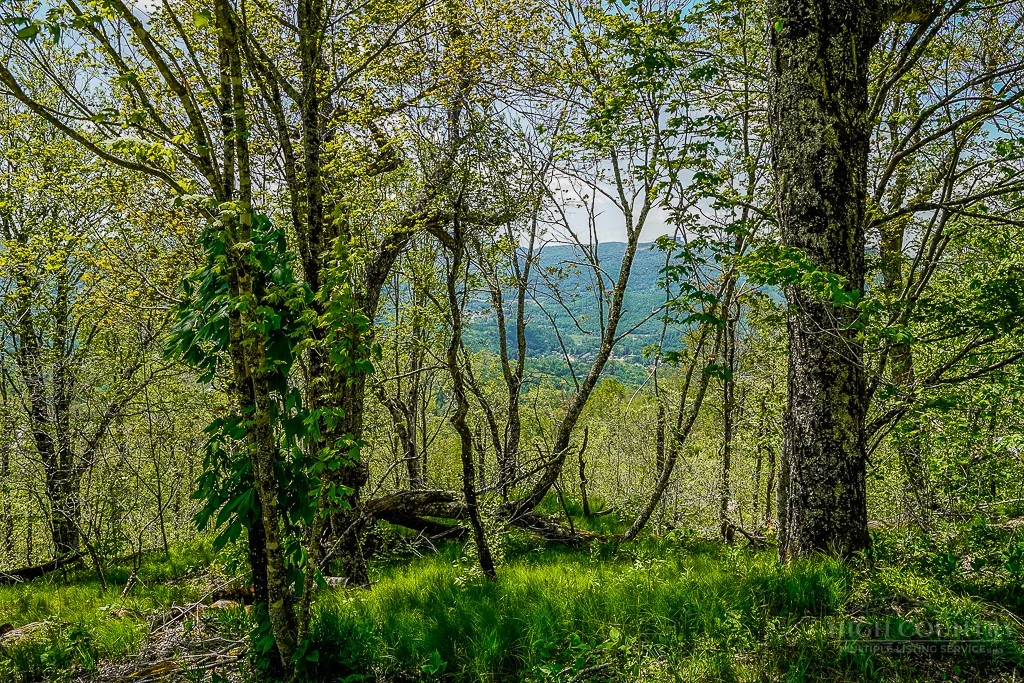 Image number 7 for the current listing