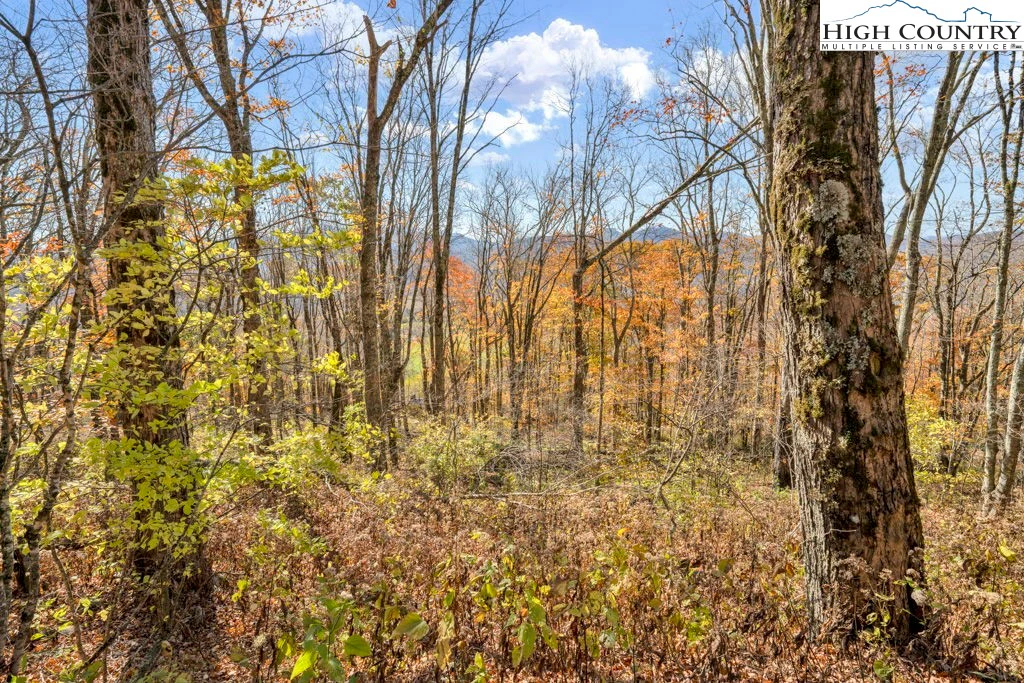 Image number 11 for the current listing