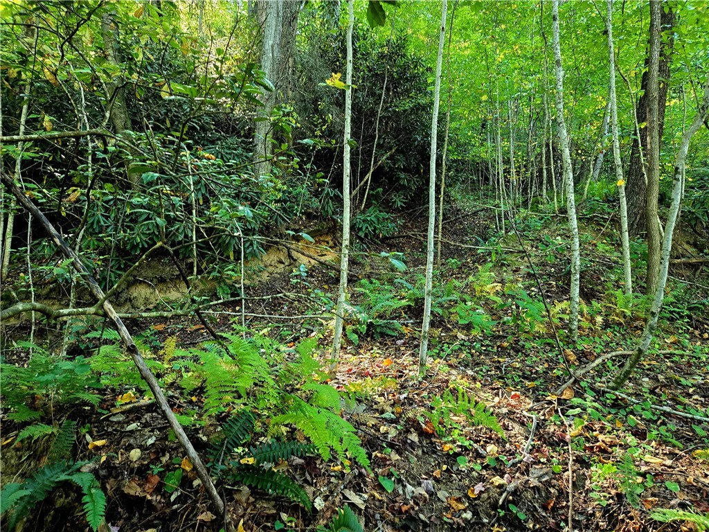 Image number 1 for the current listing