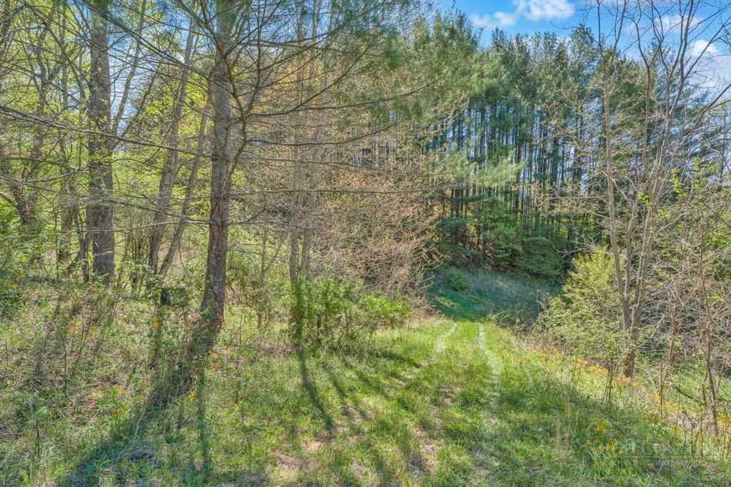 Image number 1 for the current listing