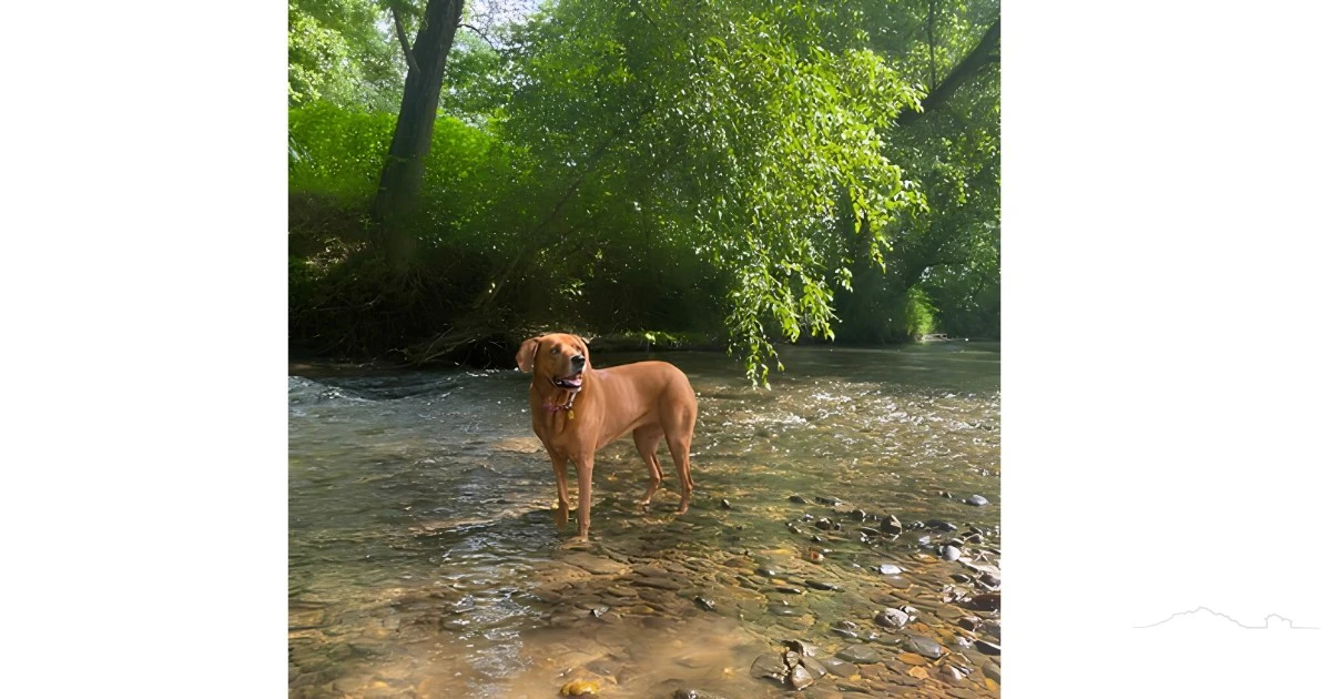 Image number 1 for the current listing