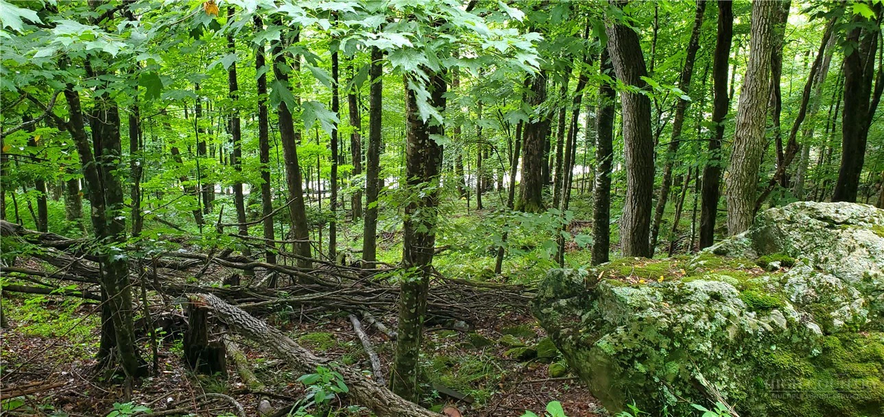 Image number 1 for the current listing