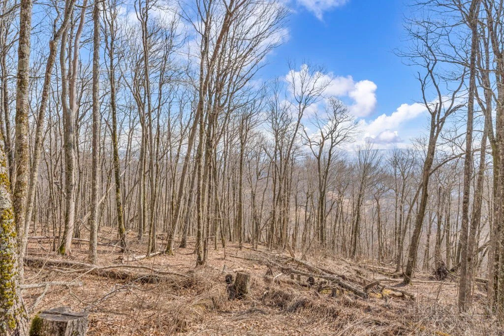 Image number 3 for the current listing