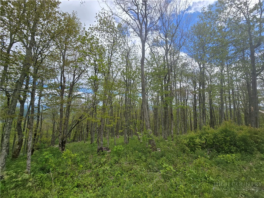 Image number 1 for the current listing