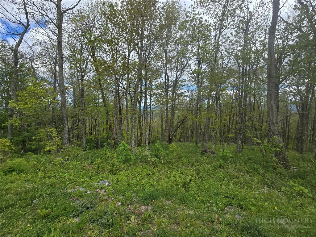 Image number 2 for the current listing