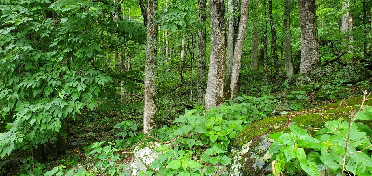 Image number 2 for the current listing