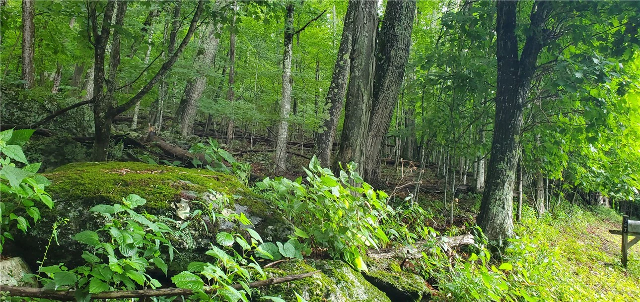 Image number 3 for the current listing