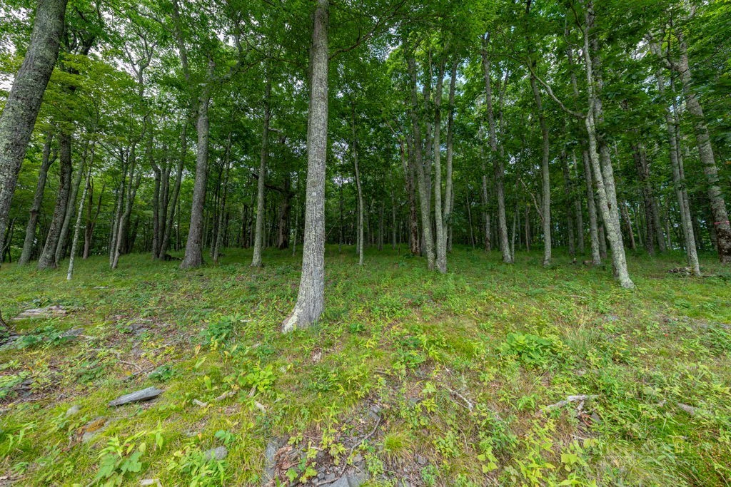 Image number 2 for the current listing
