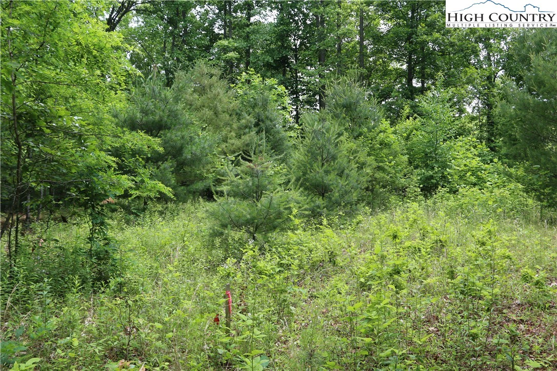 Image number 13 for the current listing