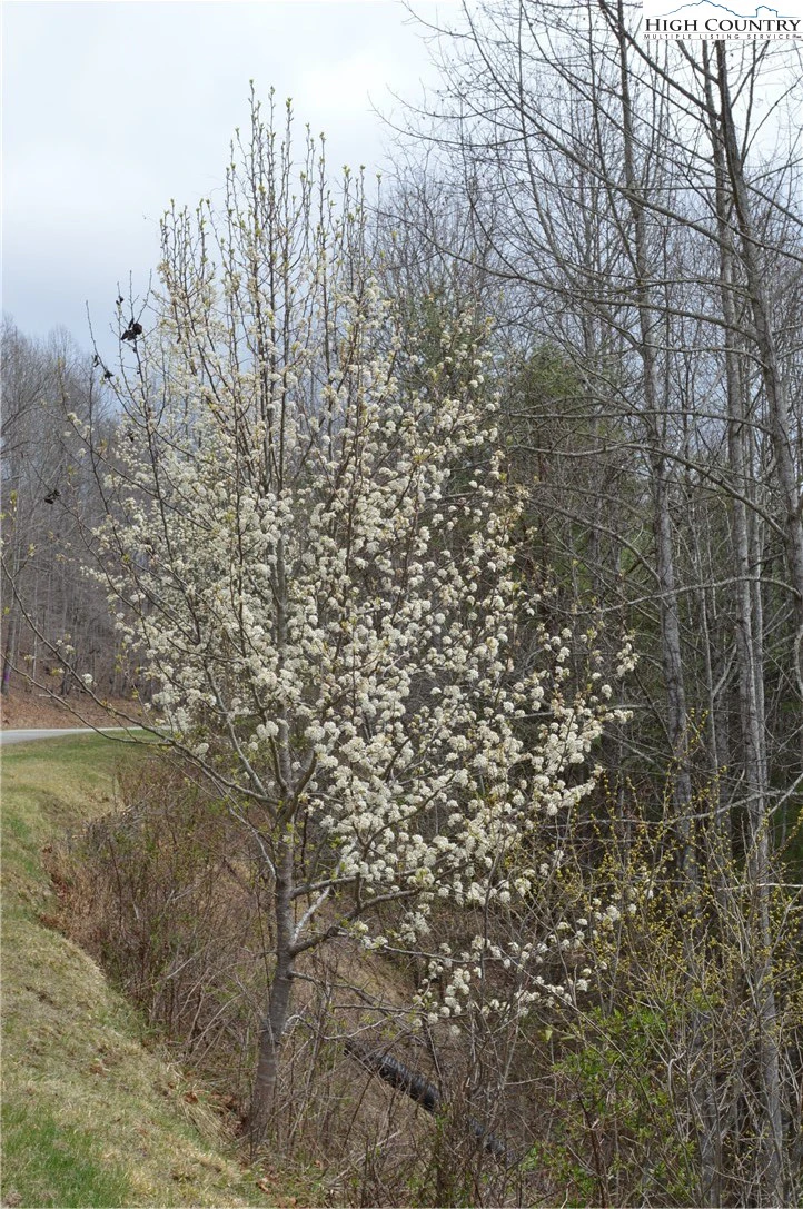Image number 4 for the current listing