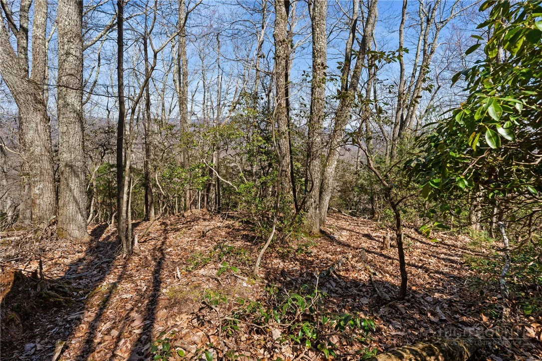 Image number 12 for the current listing