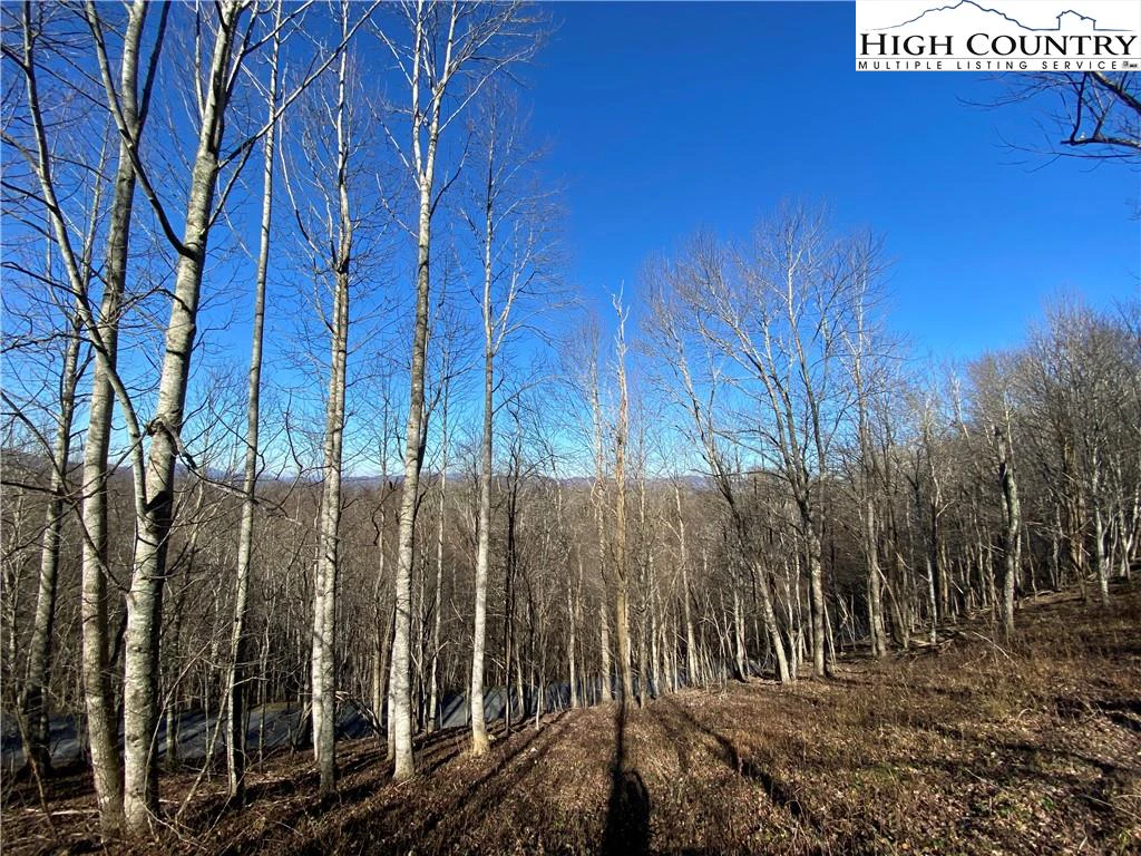 Image number 1 for the current listing