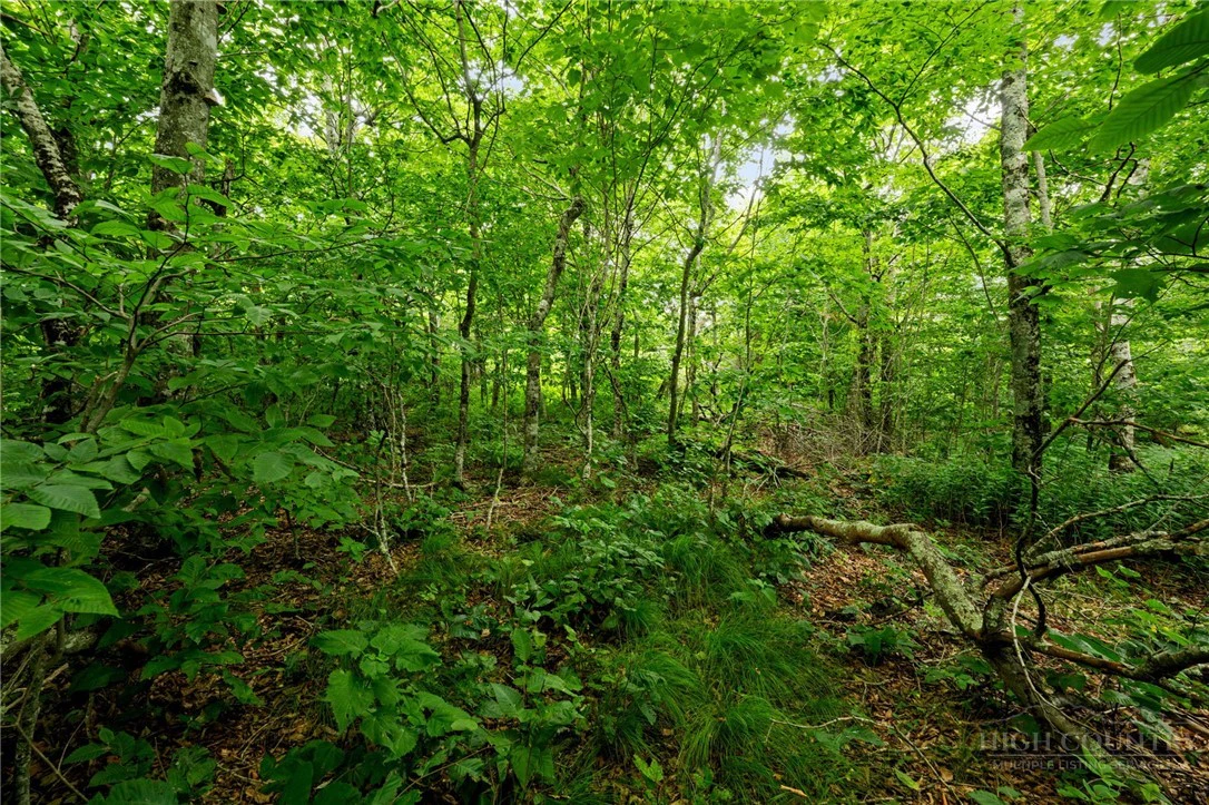 Image number 7 for the current listing