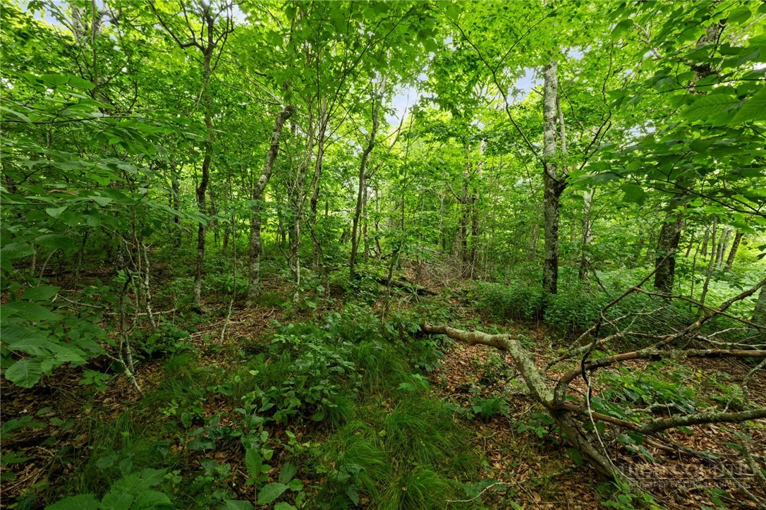 Image number 8 for the current listing