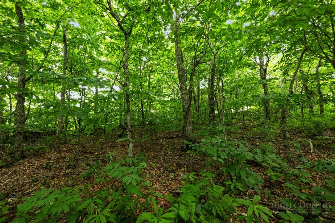 Image number 9 for the current listing