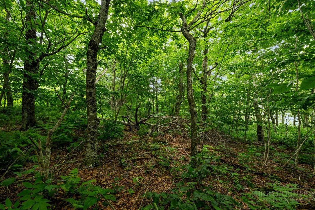 Image number 10 for the current listing