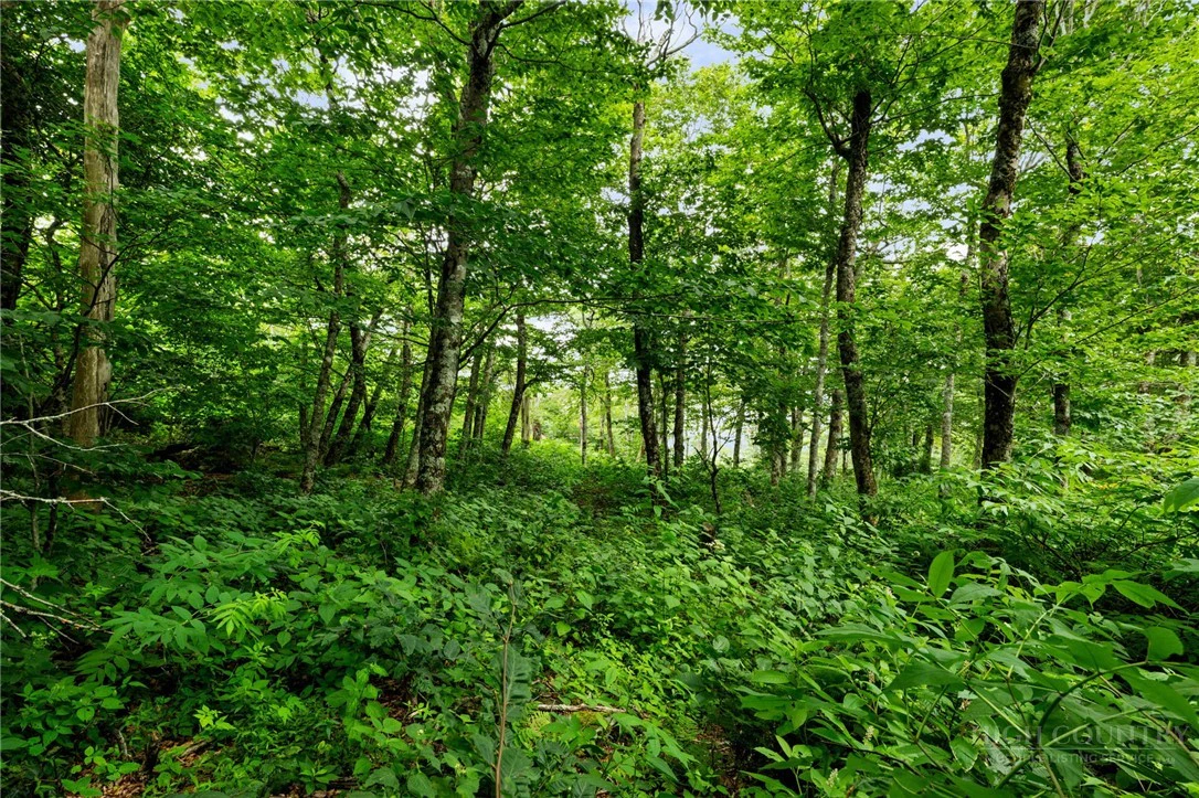 Image number 12 for the current listing