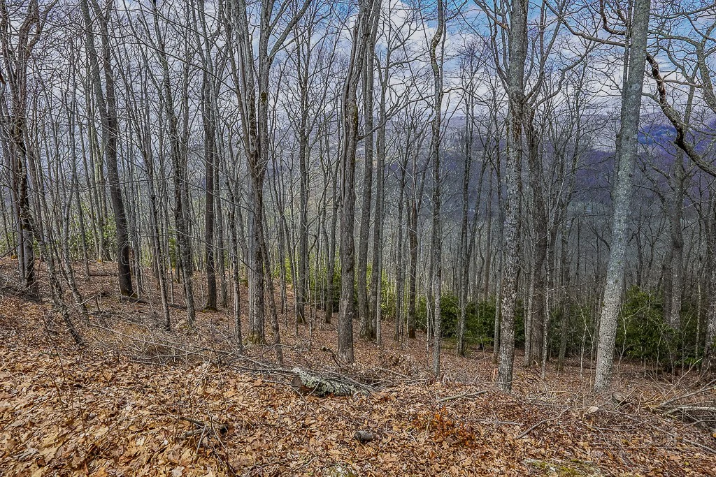 Image number 5 for the current listing