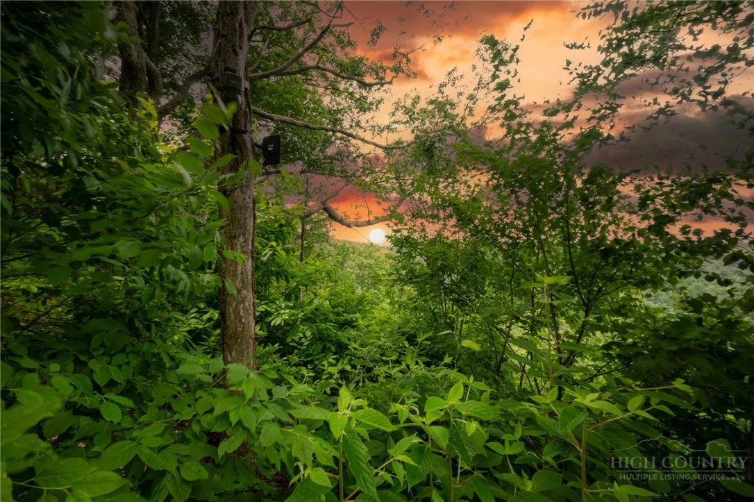Image number 2 for the current listing
