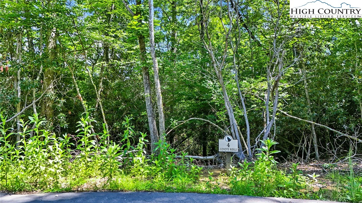 Image number 4 for the current listing