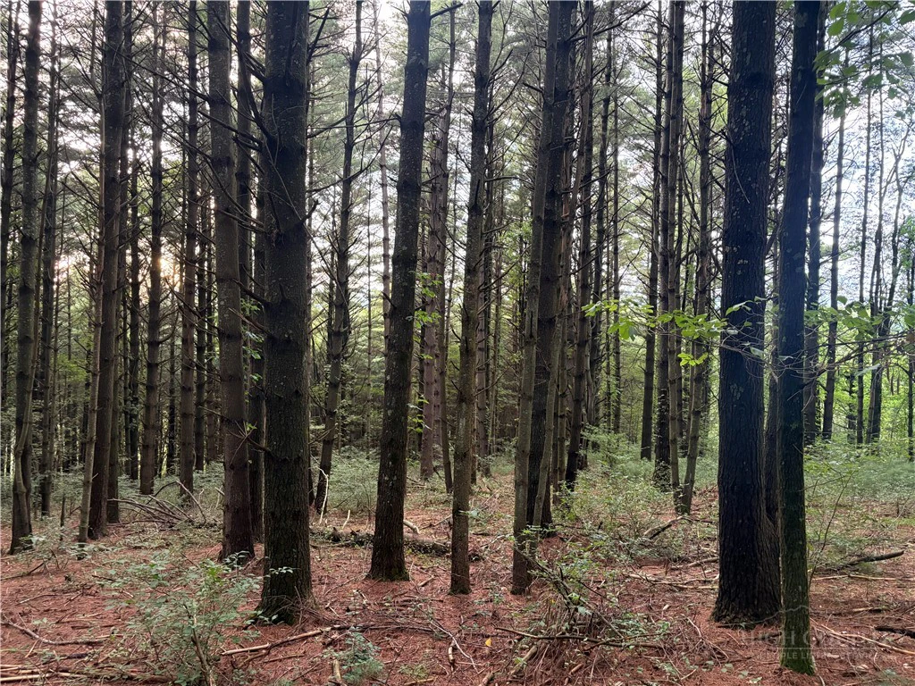 Image number 1 for the current listing