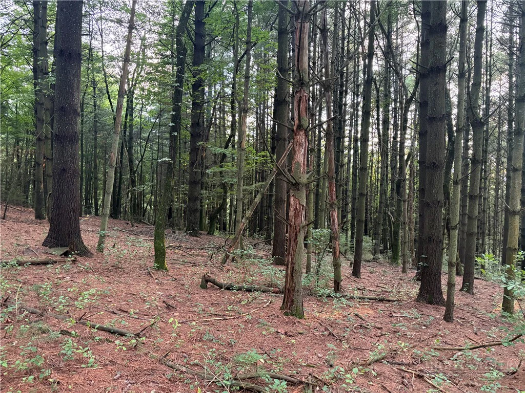 Image number 7 for the current listing