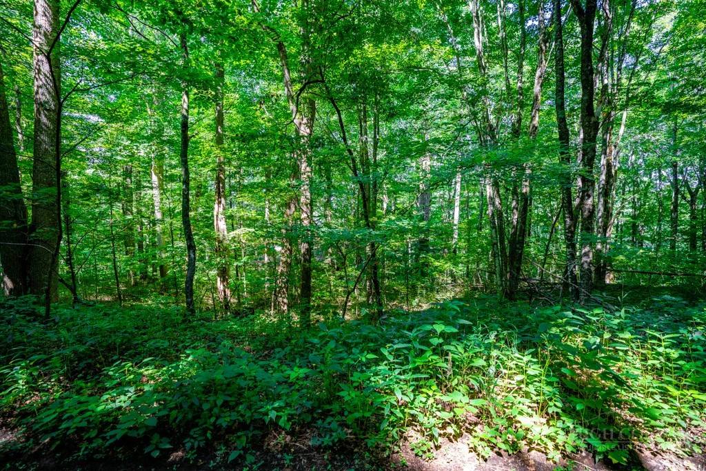 Image number 3 for the current listing