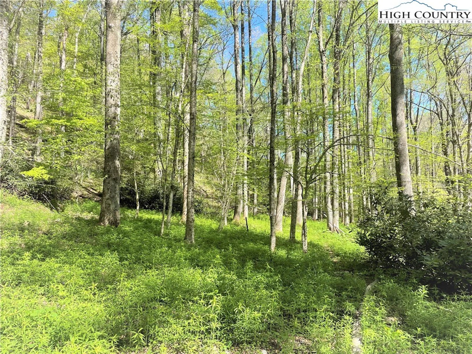 Image number 14 for the current listing