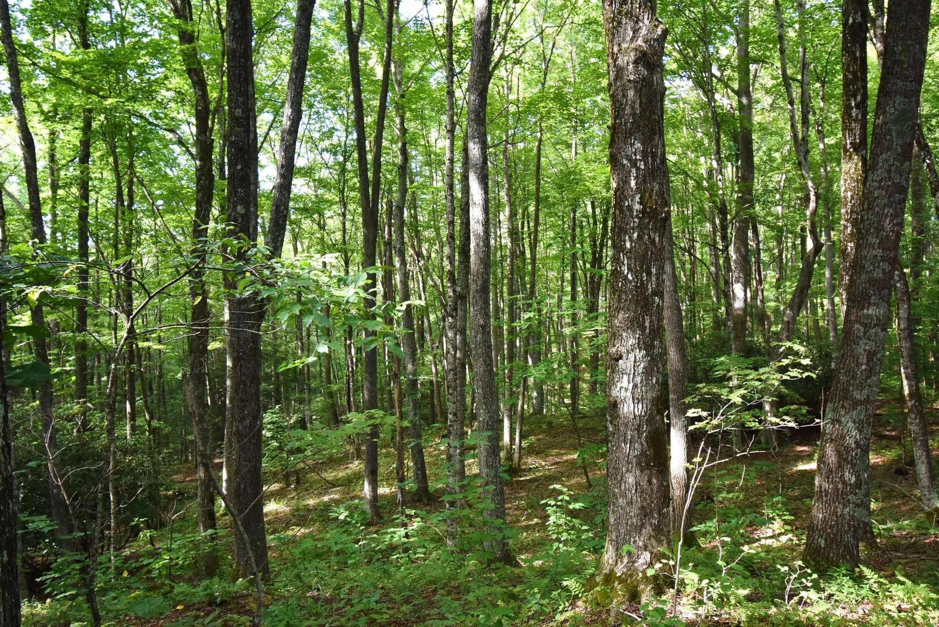 Image number 3 for the current listing