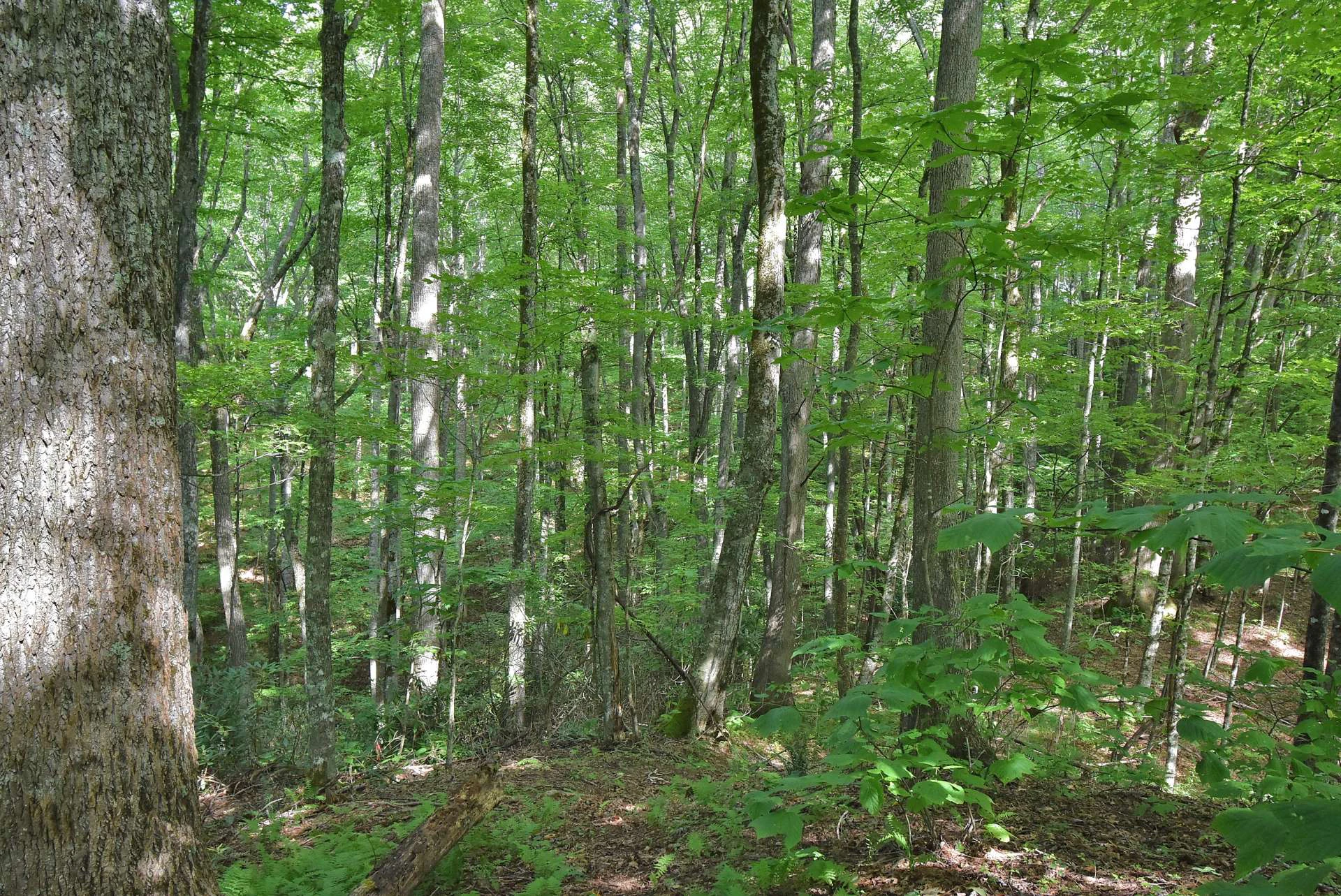 Image number 6 for the current listing