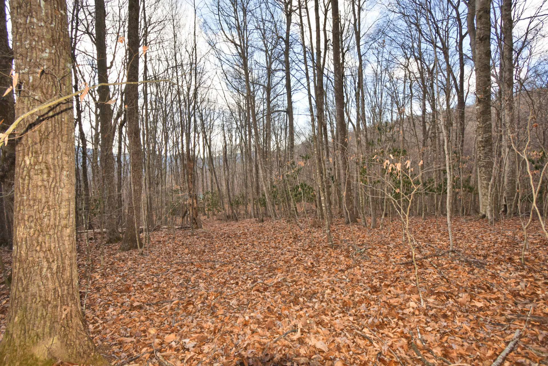 Image number 10 for the current listing
