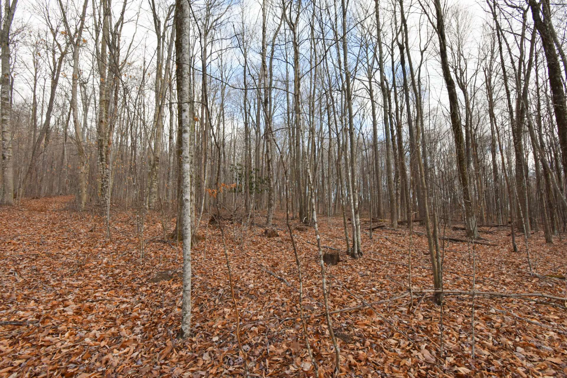 Image number 12 for the current listing