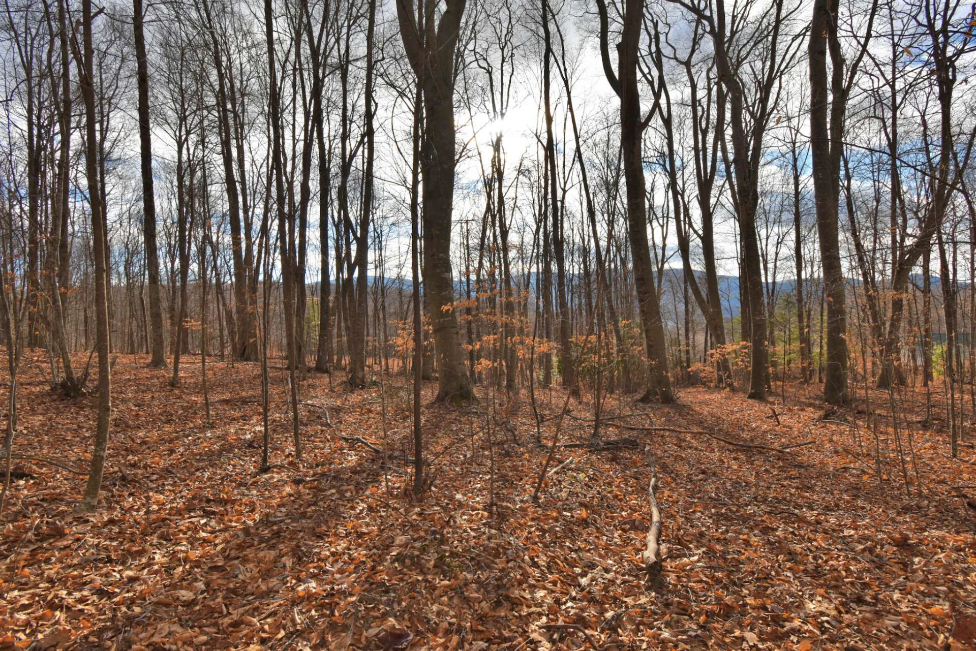 Image number 14 for the current listing